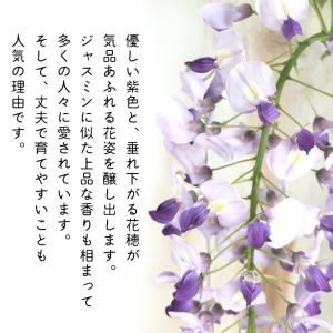 予約販売 一才ふじ 5号鉢 送料無料 一才藤 ...の詳細画像1