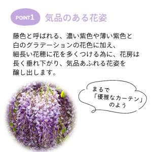 予約販売 一才ふじ 5号鉢 送料無料 一才藤 ...の詳細画像2