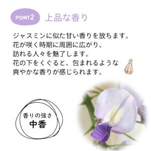 予約販売 一才ふじ 5号鉢 送料無料 一才藤 ...の詳細画像3