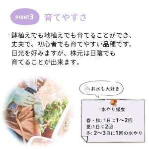 予約販売 一才ふじ 5号鉢 送料無料 一才藤 ...の詳細画像4