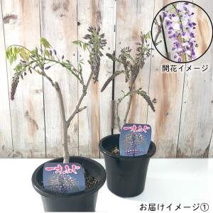 予約販売 一才ふじ 5号鉢 送料無料 一才藤 ...の詳細画像5