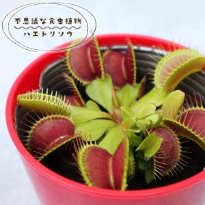 日本花キ流通 不思議な食虫植物 ヘリアンフォラ 食虫植物 3.5号