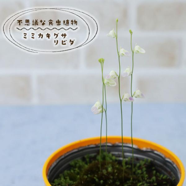 予約販売 不思議な食虫植物 ミミカキグサ リビダ 3.5号鉢 食虫植物 水生植物 dsy 6月中旬以...