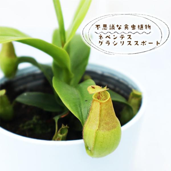 不思議な食虫植物 ネペンテス グラシリススポート 3.5号鉢 食虫植物 水生植物 dsy