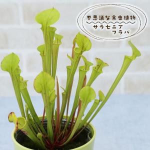 予約販売 不思議な食虫植物 サラセニア フラバ 3.5号鉢 食虫植物 水生植物 dsy 6月中旬以降発送
