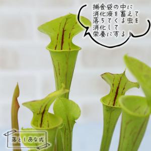 予約販売 不思議な食虫植物 サラセニア フラバ...の詳細画像1
