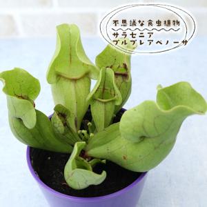 ヘリアンフォラ H.uncinata 食虫植物 Heliamphora uncinata ×parva(extremely hairy)AW #houseplant