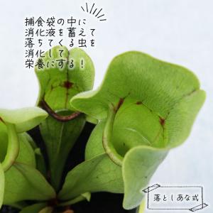 不思議な食虫植物 サラセニア プルプレアベノー...の詳細画像1