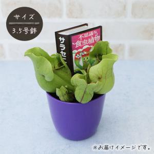不思議な食虫植物 サラセニア プルプレアベノー...の詳細画像2
