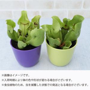 不思議な食虫植物 サラセニア プルプレアベノー...の詳細画像3