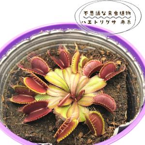 日本花キ流通 予約販売 不思議な食虫植物 ヘリアンフォラ 食虫植物 3.5