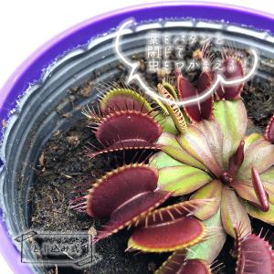 不思議な食虫植物 ハエトリグサ 赤系 3.5号...の詳細画像1