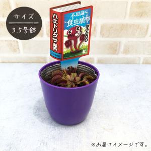 不思議な食虫植物 ハエトリグサ 赤系 3.5号...の詳細画像2