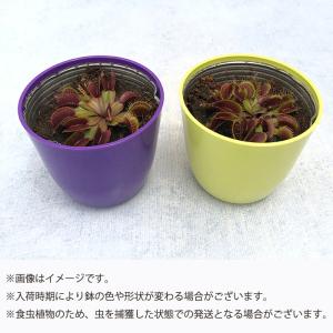 不思議な食虫植物 ハエトリグサ 赤系 3.5号...の詳細画像3