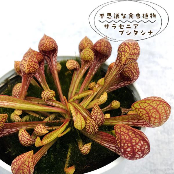 不思議な食虫植物 サラセニア プシタシナ 3.5号鉢 食虫植物 水生植物 dsy