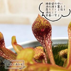予約販売 不思議な食虫植物 サラセニア プシタ...の詳細画像1