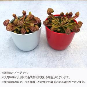 予約販売 不思議な食虫植物 サラセニア プシタ...の詳細画像3