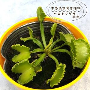 予約販売 不思議な食虫植物 ハエトリグサ 熊手 3.5号鉢 食虫植物 水生植物 dsy 6月中旬以降発送