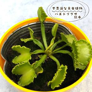 Heliamphora minor 2.5号 ヘリアンフォラ【食虫植物・在庫限定