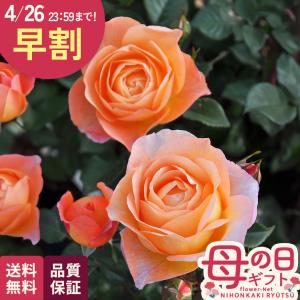 ＼ 早割 ／ 母の日 プレゼント バラ ロサ オリエンティス ロビン 品種登録出願中 6号鉢 送料無料 母の日ギフト 花 鉢植え unu 日本花キ流通