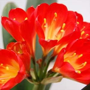 予約販売 君子蘭 紅陽 5号鉢 ２年生 未開花株 クンシラン 鉢植え 鉢花 bje 5月下旬以降発送