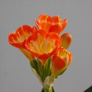 君子蘭 5号鉢 激安クンシラン 鉢植え 入荷時花芽付き : フラワー