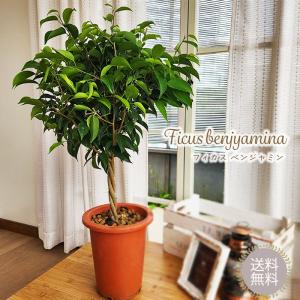 観葉植物 フィカス ベンジャミン 6号鉢 ベンジャミナ 送料無料 観葉植物 室内 贈り物 プレゼント インテリア おしゃれ