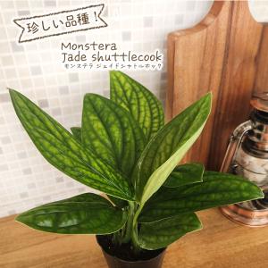 観葉植物 希少! モンステラ ジェイドシャトルコ...の商品画像