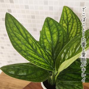 観葉植物 希少! モンステラ ジェイドシャトル...の詳細画像1