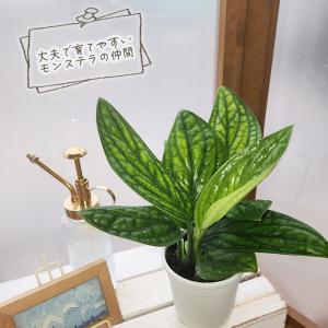 観葉植物 希少! モンステラ ジェイドシャトル...の詳細画像2