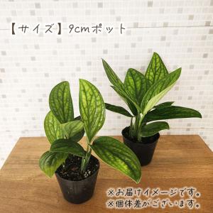 観葉植物 希少! モンステラ ジェイドシャトル...の詳細画像3
