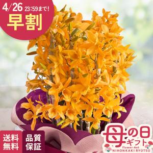 ＼ 早割 ／ 母の日 プレゼント デンドロビウム スターダスト ファイヤーバード 5号鉢 送料無料 母の日ギフト 花 鉢植え best 日本花キ流通