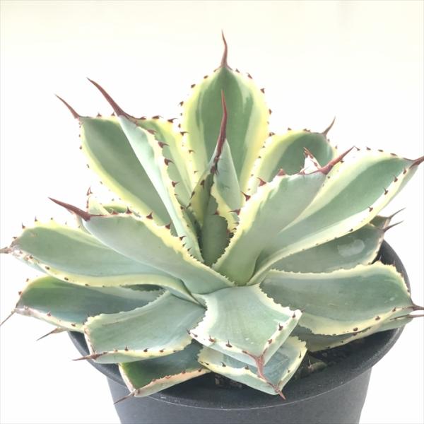 多肉植物 sdアガベ 吉祥冠錦 多肉植物 アガベ 3.5号鉢