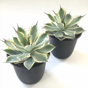 多肉植物 sdアガベ 吉祥冠錦 多肉植物 アガ...の詳細画像1
