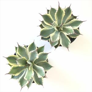 多肉植物 sdアガベ 吉祥冠錦 多肉植物 アガ...の詳細画像2