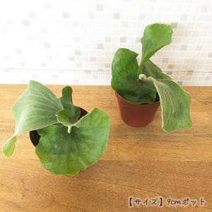 観葉植物 コウモリラン ビカクシダ エレファン...の詳細画像2