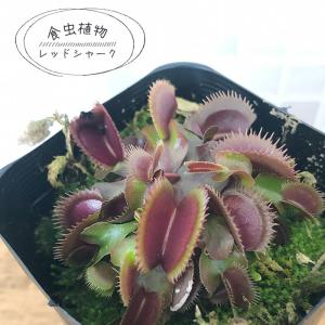 食虫植物 ハエトリソウ レッドシャーク 7.5c...の商品画像