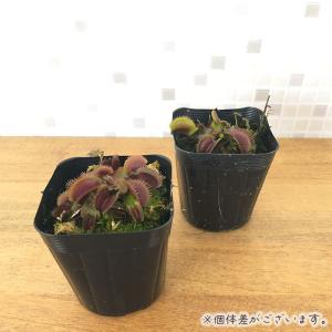 食虫植物 ハエトリソウ レッドシャーク 7.5...の詳細画像1