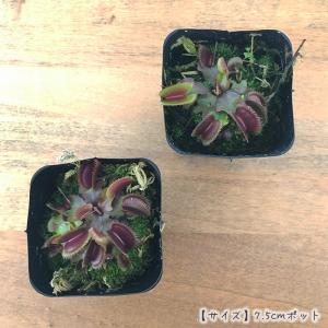 食虫植物 ハエトリソウ レッドシャーク 7.5...の詳細画像2
