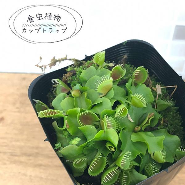 食虫植物 ハエトリソウ カップトラップ 7.5cmポット 水生植物 nnm