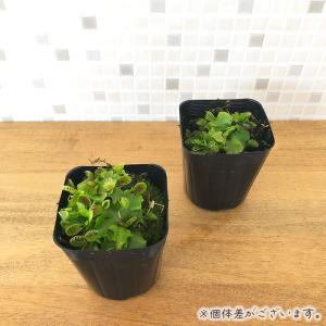 食虫植物 ハエトリソウ カップトラップ 7.5...の詳細画像1