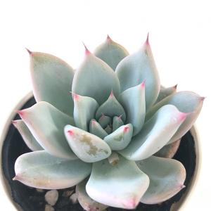 多肉植物 hmエケベリア ジャイアントバード 多...の商品画像
