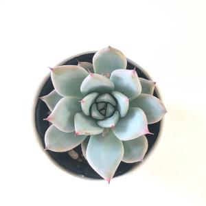 多肉植物 hmエケベリア ジャイアントバード ...の詳細画像2