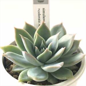 多肉植物 yukエケベリア simulans Ascension×colorata Atemajac 多肉植物 優木園さんの苗 送料無料 エケベリア 6cmポット