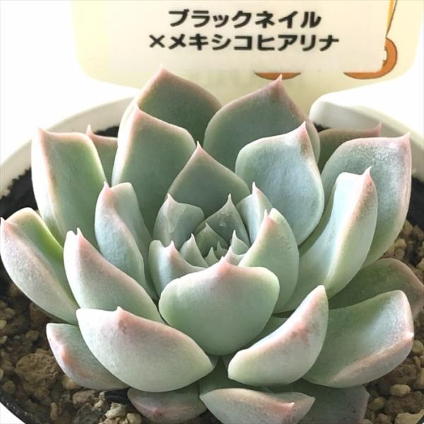 多肉植物 plkエケベリア ブラックネイル×メキシコヒアリナ 多肉植物 パルクさん苗 送料無料 エケ...