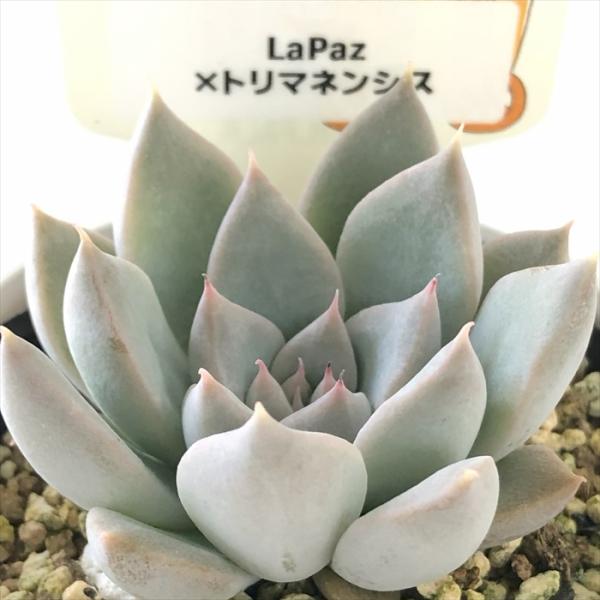 多肉植物 plkエケベリア La Paz×トリマネンシス パルクさん苗 送料無料 エケベリア 6cm...