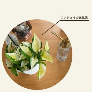 観葉植物 ポトス グローバル 4号鉢 加藤農園...の詳細画像1