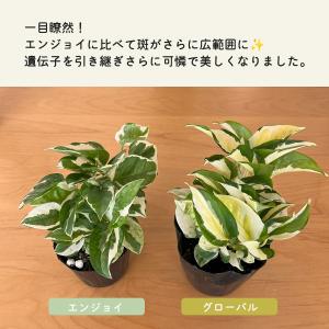 観葉植物 ポトス グローバル 4号鉢 加藤農園...の詳細画像2