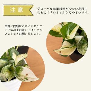 観葉植物 ポトス グローバル 4号鉢 加藤農園...の詳細画像4