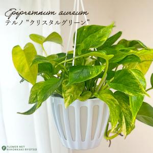 おしゃれ 観葉植物：ポトス テルノシャングリラ*5号 吊り鉢 : 遊恵盆栽